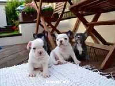 Прекрасни кученца од француски булдози
