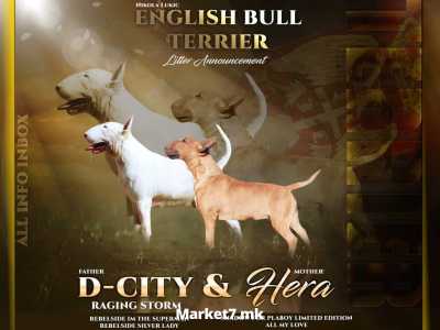 Bull Terrier štenci