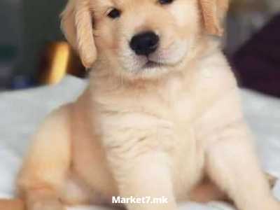 Се продаваат прекрасни кученца од златен ретривер.