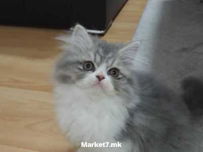 Persiski macinja
