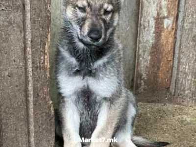 Čehoslovački vučji pas štenci