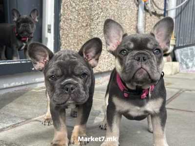 Се продаваат кученца од француски булдог