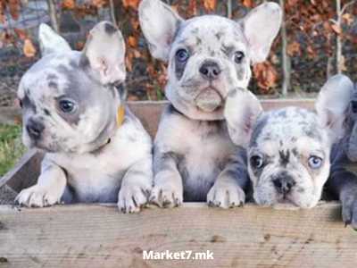 Француски булдог кученца достапни за продажба.